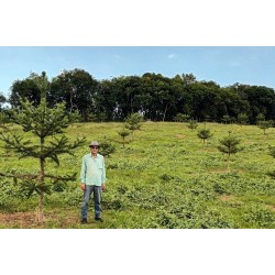 Produtor de Campo Largo investe em araucária enxertada que acelera produção de pinhão